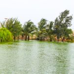 The Black fanta Announces Timing