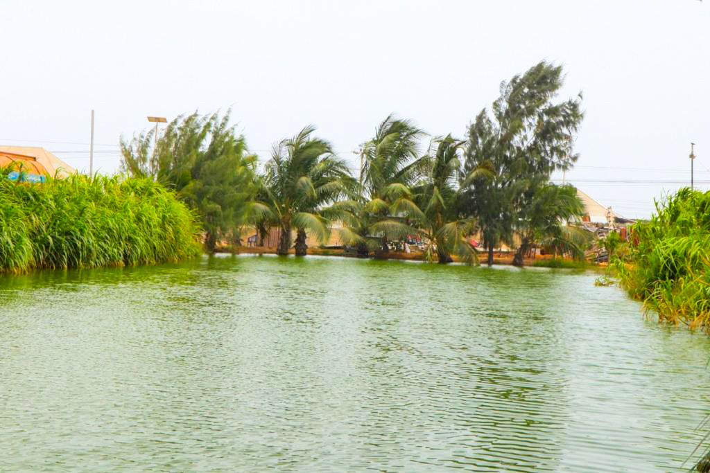 The Black fanta Announces Timing